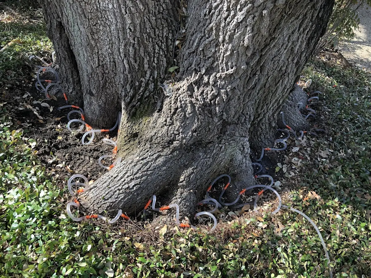 Detailed Tree Cabling and Bracing job site in North