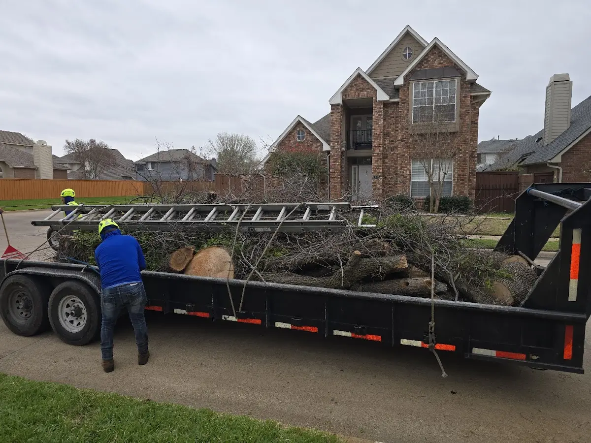 Expert Tree Pest Control with proper safety equipment in North